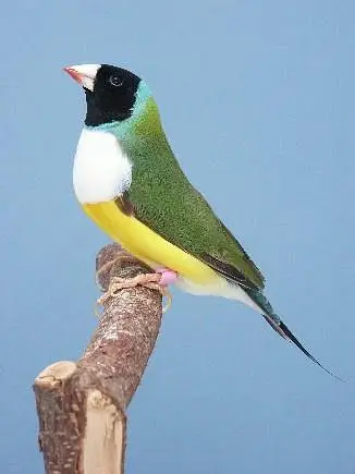 Gouldian Finch All colors available. — photo 2