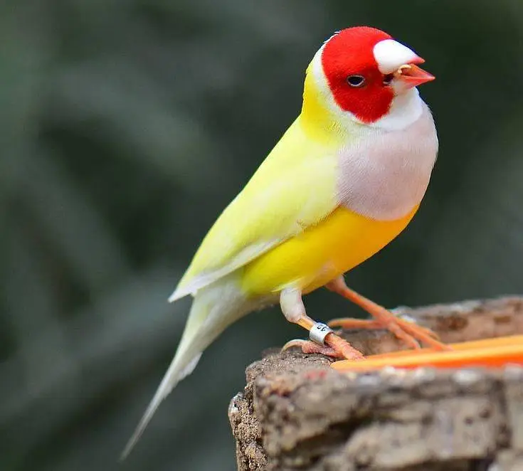 Gouldian Finch All colors available. — photo 3