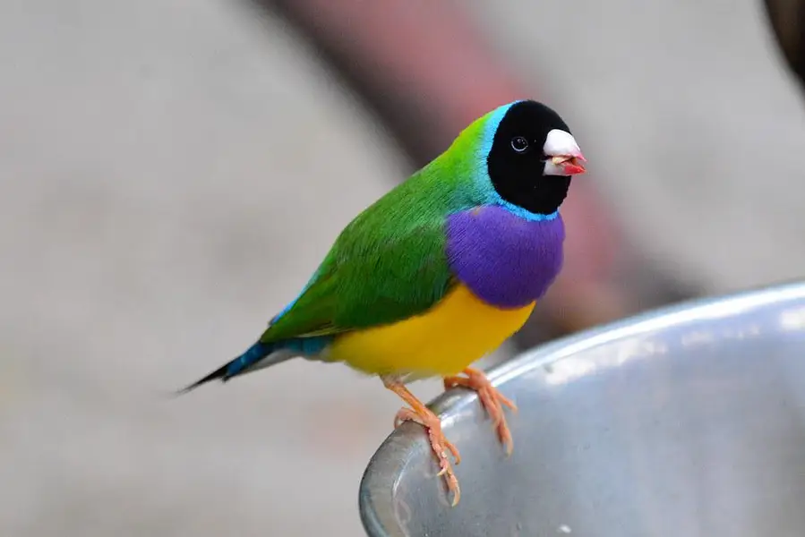 Gouldian Finch All colors available. — photo 4