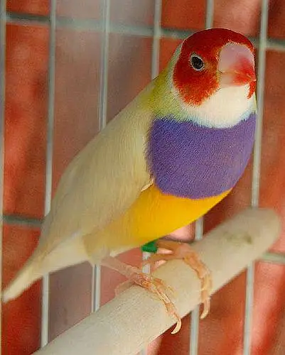Gouldian Finch All colors available. — photo 5