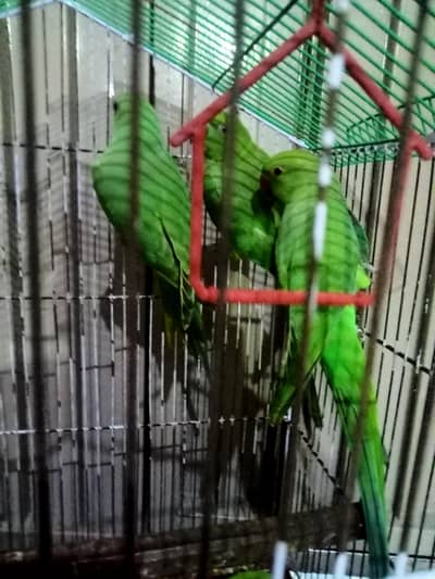 available some parrot