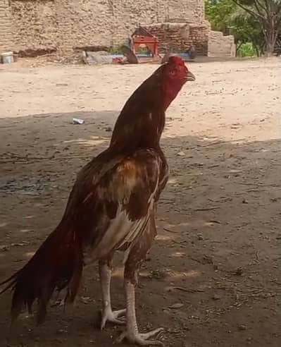 PEELA ZEHARiLA