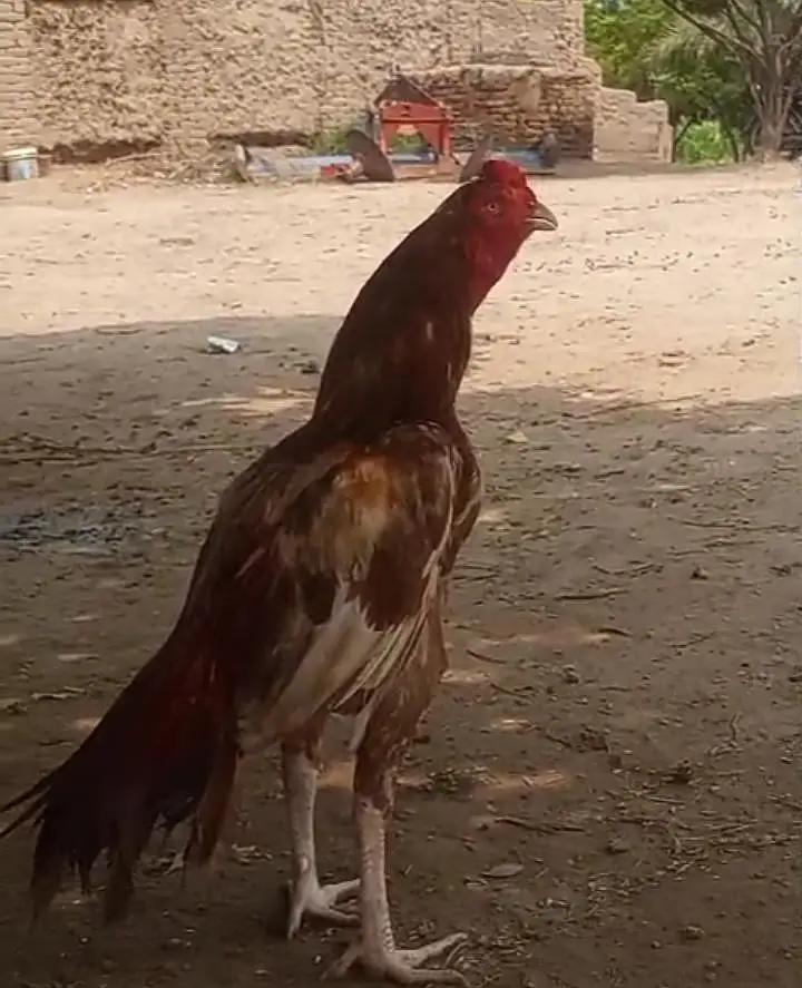 PEELA ZEHARiLA