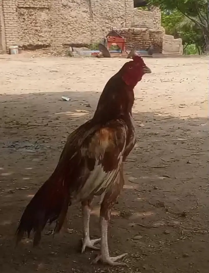 PEELA ZEHARiLA — photo 2