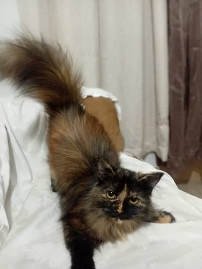Female cat for sale