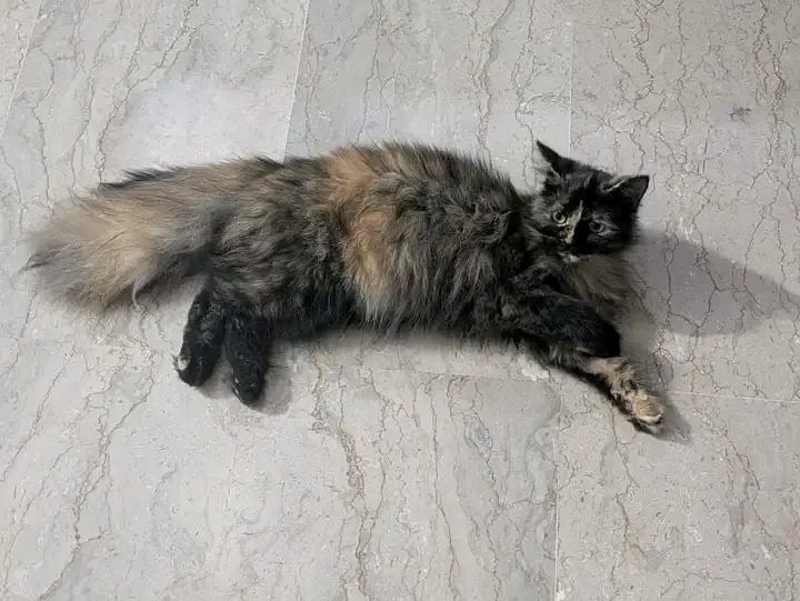 Female cat for sale — photo 2