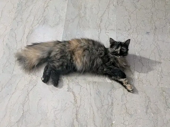 Female cat for sale — photo 3