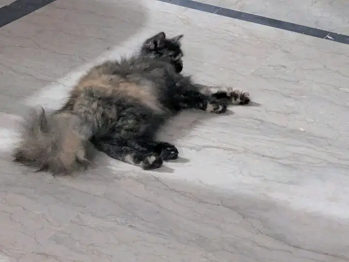 Female cat for sale — photo 4