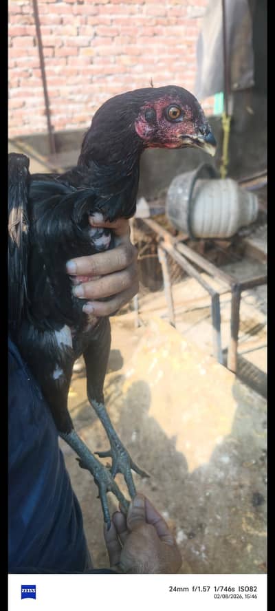 Thai femal for sell ur bi dragon shamo ur parrot beak
