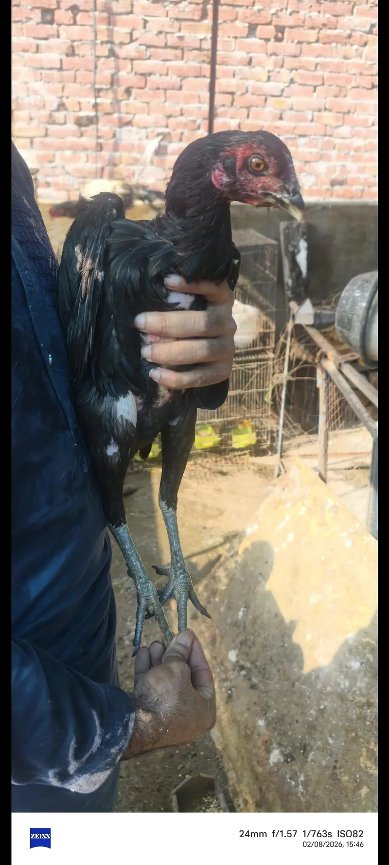 Thai femal for sell ur bi dragon shamo ur parrot beak — photo 2