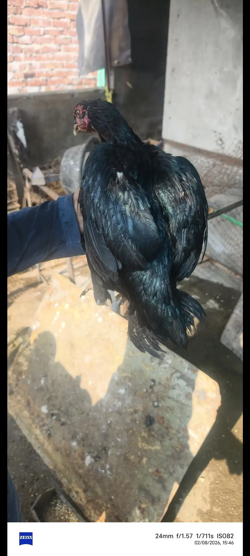 Thai femal for sell ur bi dragon shamo ur parrot beak — photo 3