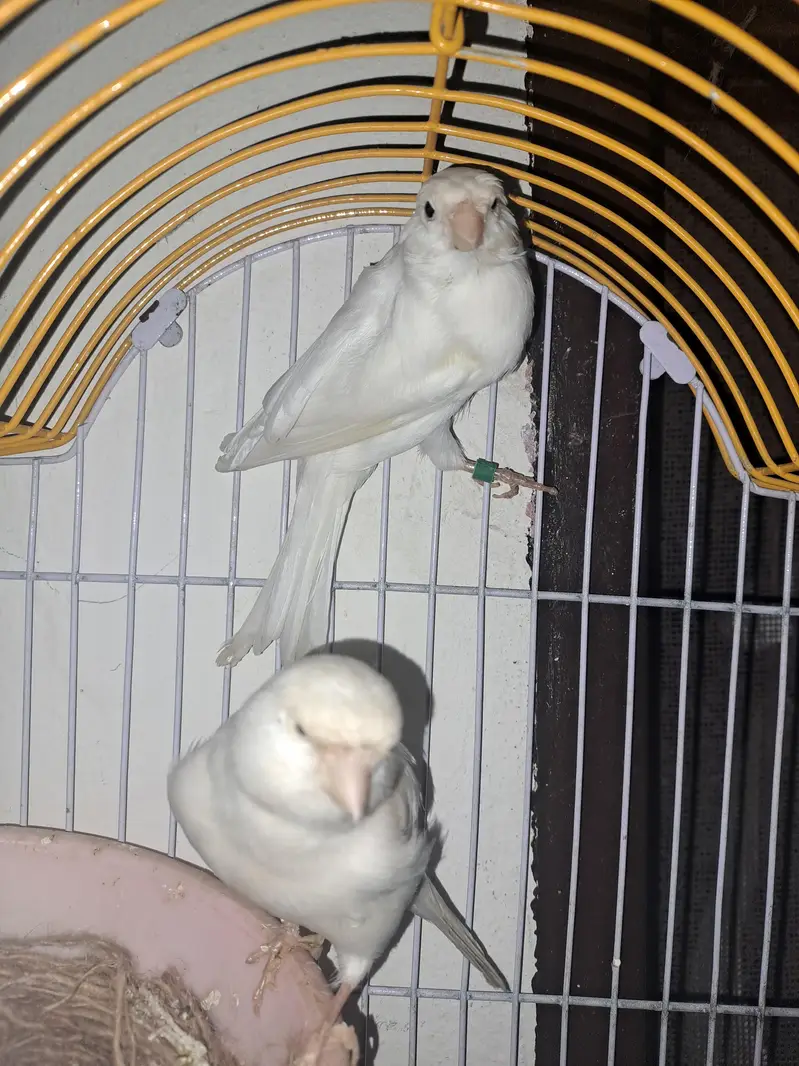 cannary bareedar pairs — photo 3