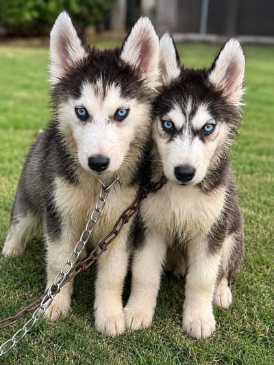 Pure Siberian Husky 03156363550