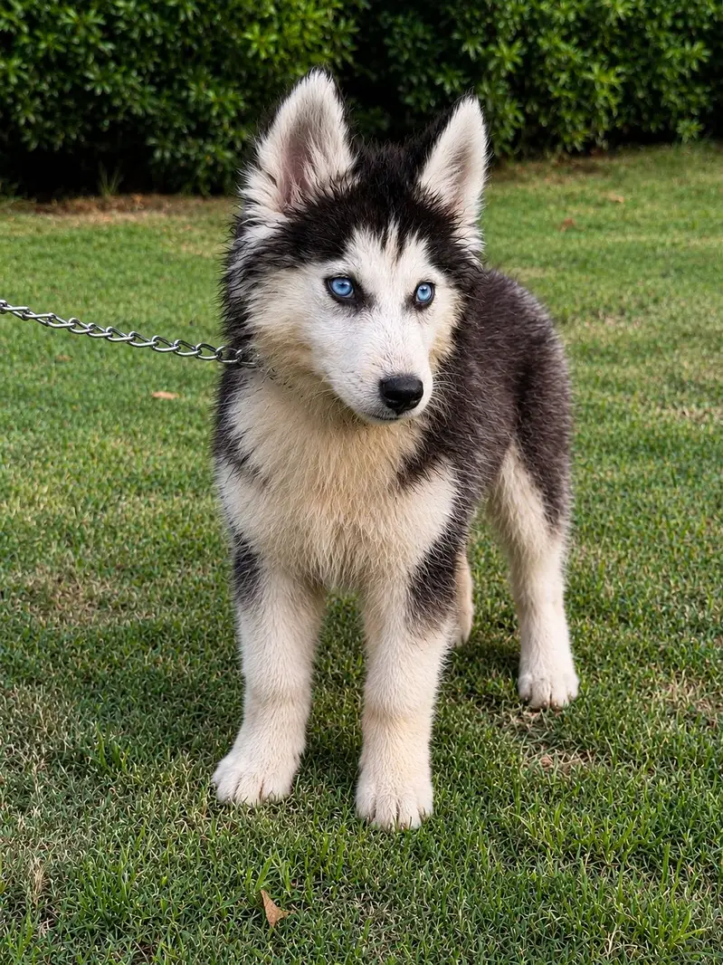 Pure Siberian Husky 03156363550 — photo 2