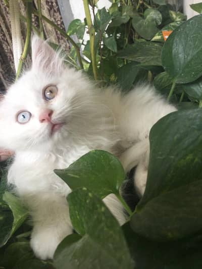 white Persian odd eyes male kitten