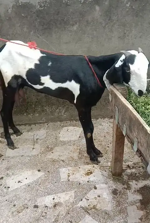 Kali Dabbi khubsorat bakri and Pure Betal Male Bacha — photo 2
