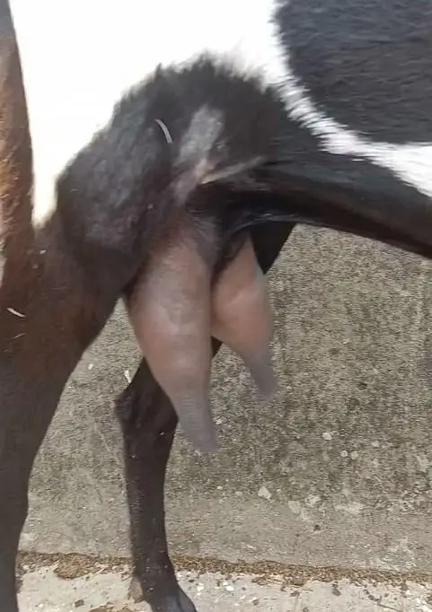 Kali Dabbi khubsorat bakri and Pure Betal Male Bacha — photo 3