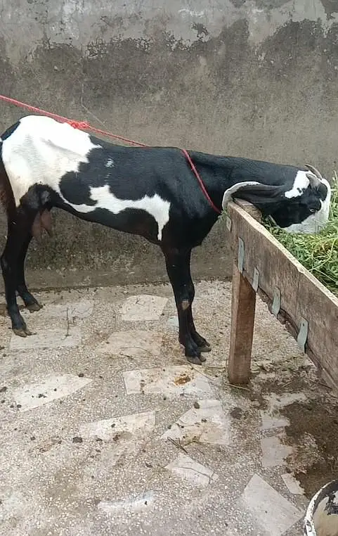 Kali Dabbi khubsorat bakri and Pure Betal Male Bacha — photo 4