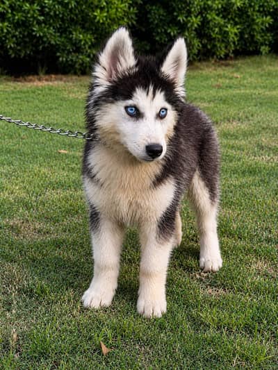 Siberian Husky Pure breed 3 months pair