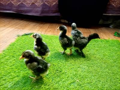Bantam