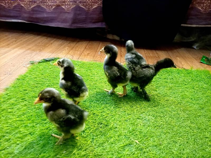 Bantam 0