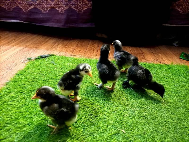 Bantam 1