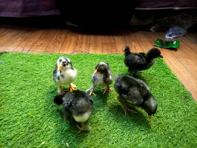 Bantam 2