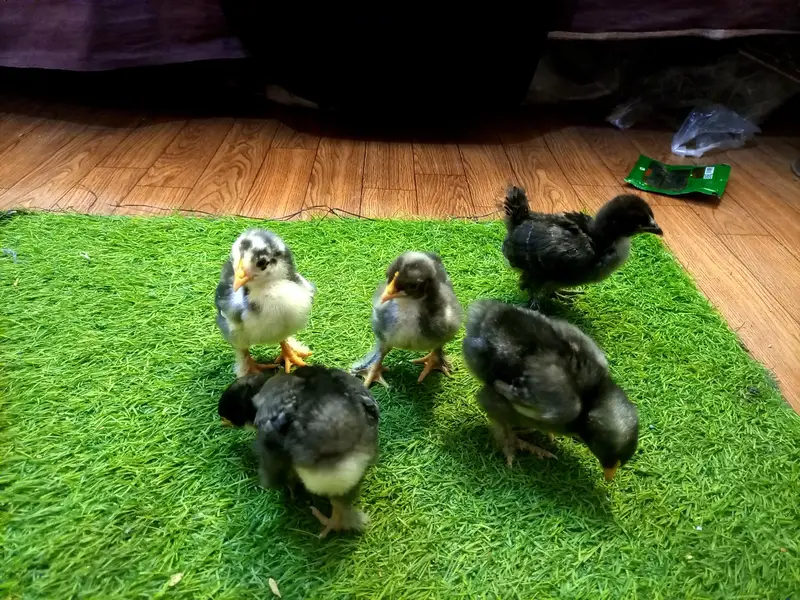 Bantam — photo 3