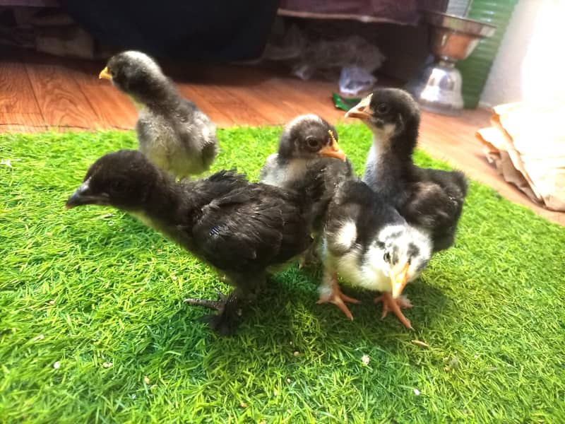 Bantam 3