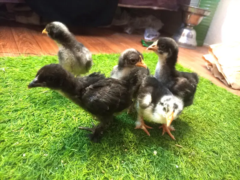 Bantam — photo 4
