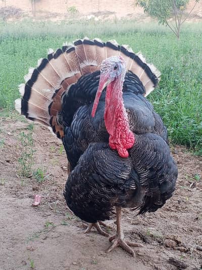 healthy and active turkey  looking for new home
