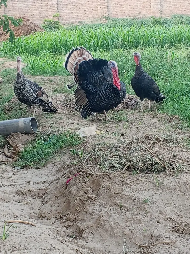 healthy and active turkey  looking for new home — photo 2