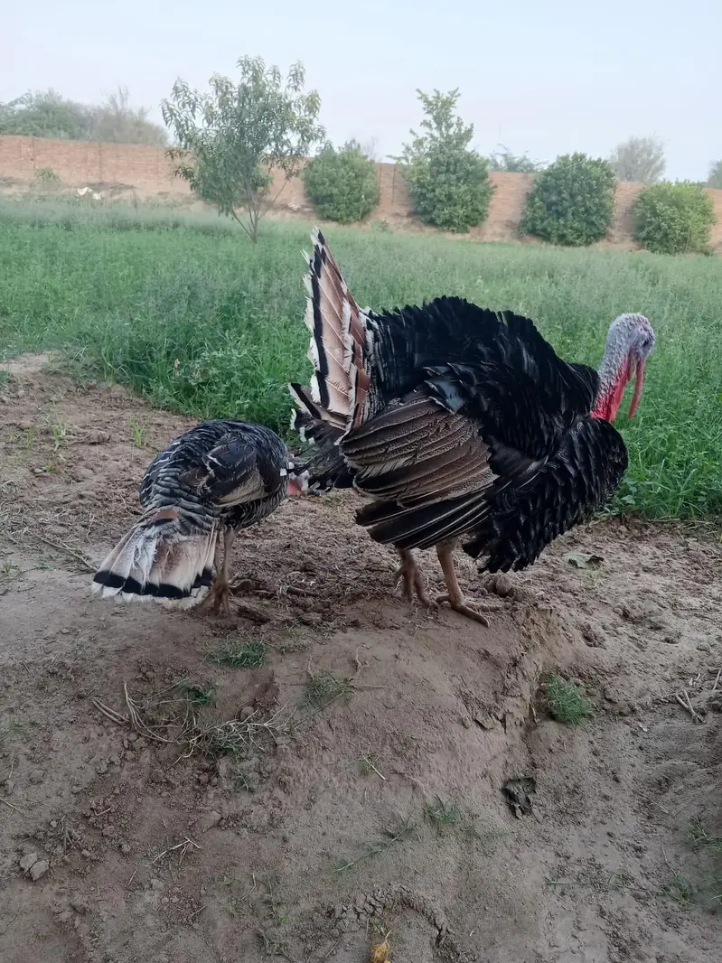 healthy and active turkey  looking for new home — photo 3
