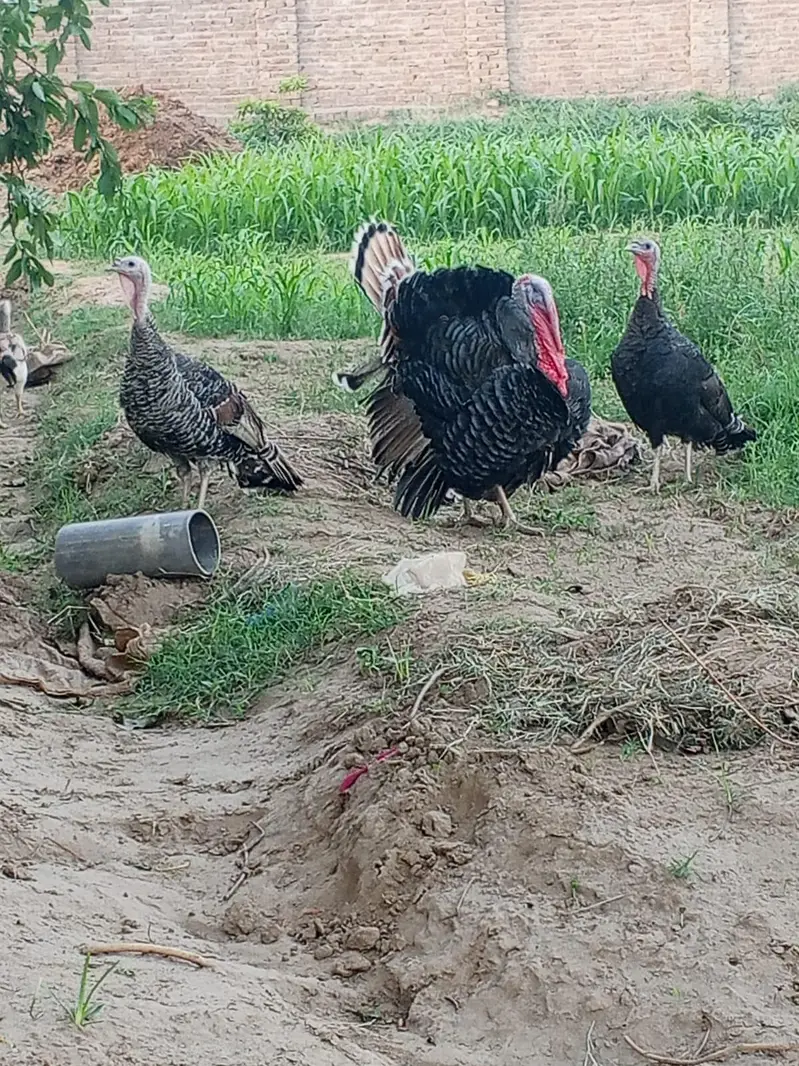 healthy and active turkey  looking for new home — photo 4