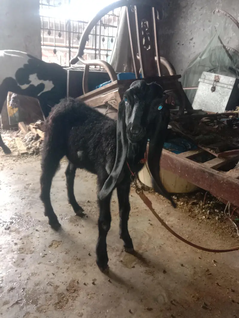 Kali Dabbi khubsorat bakri and Pure Betal Male Bacha — photo 5