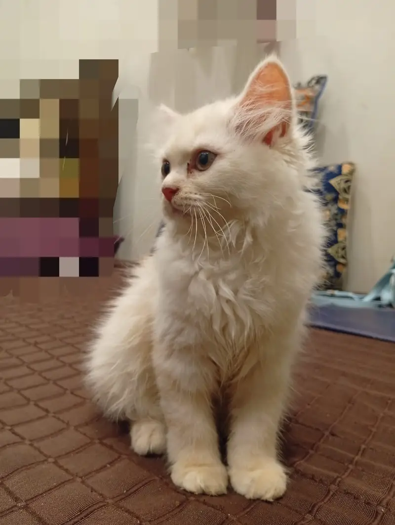 2 perisan kittens — photo 2