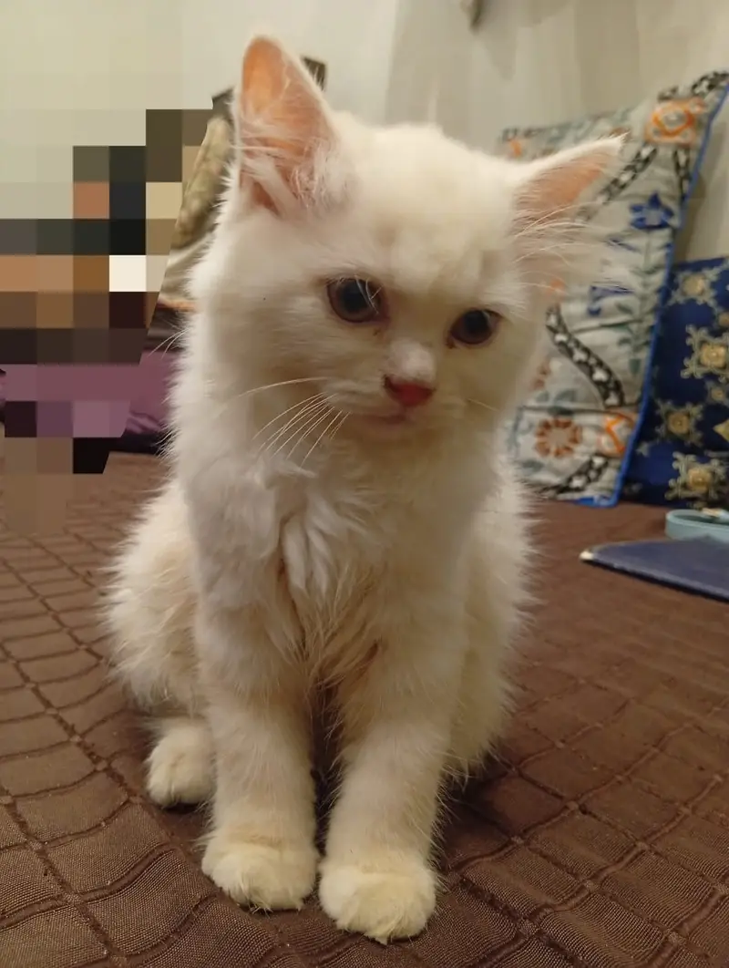 2 perisan kittens — photo 3