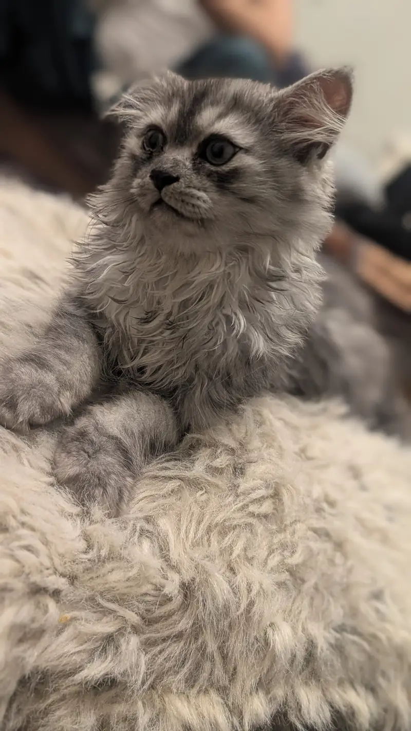 2 perisan kittens — photo 4