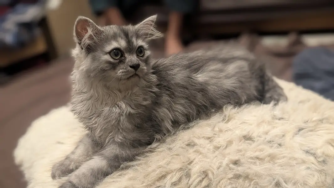 2 perisan kittens — photo 5