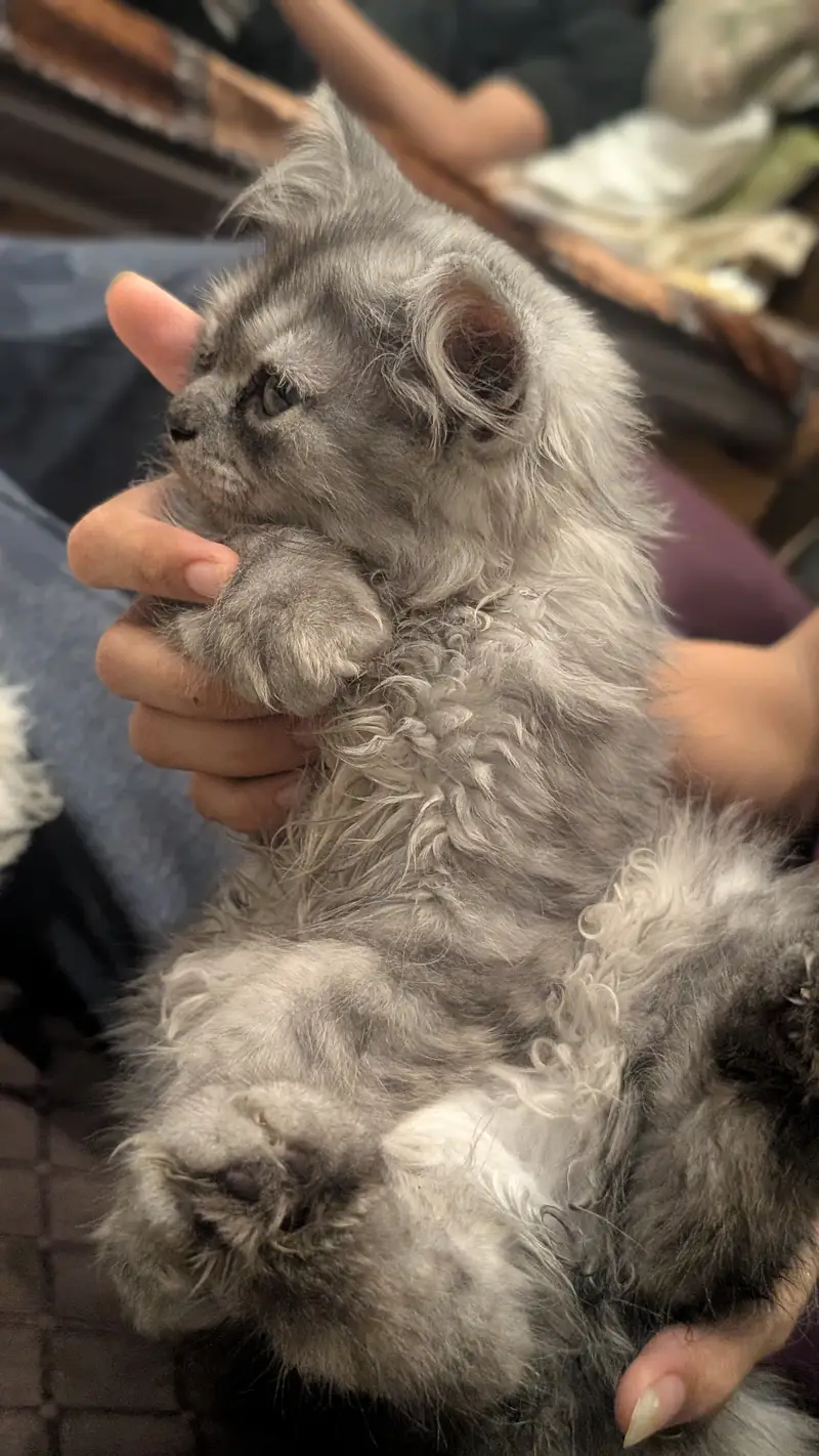 2 perisan kittens — photo 6