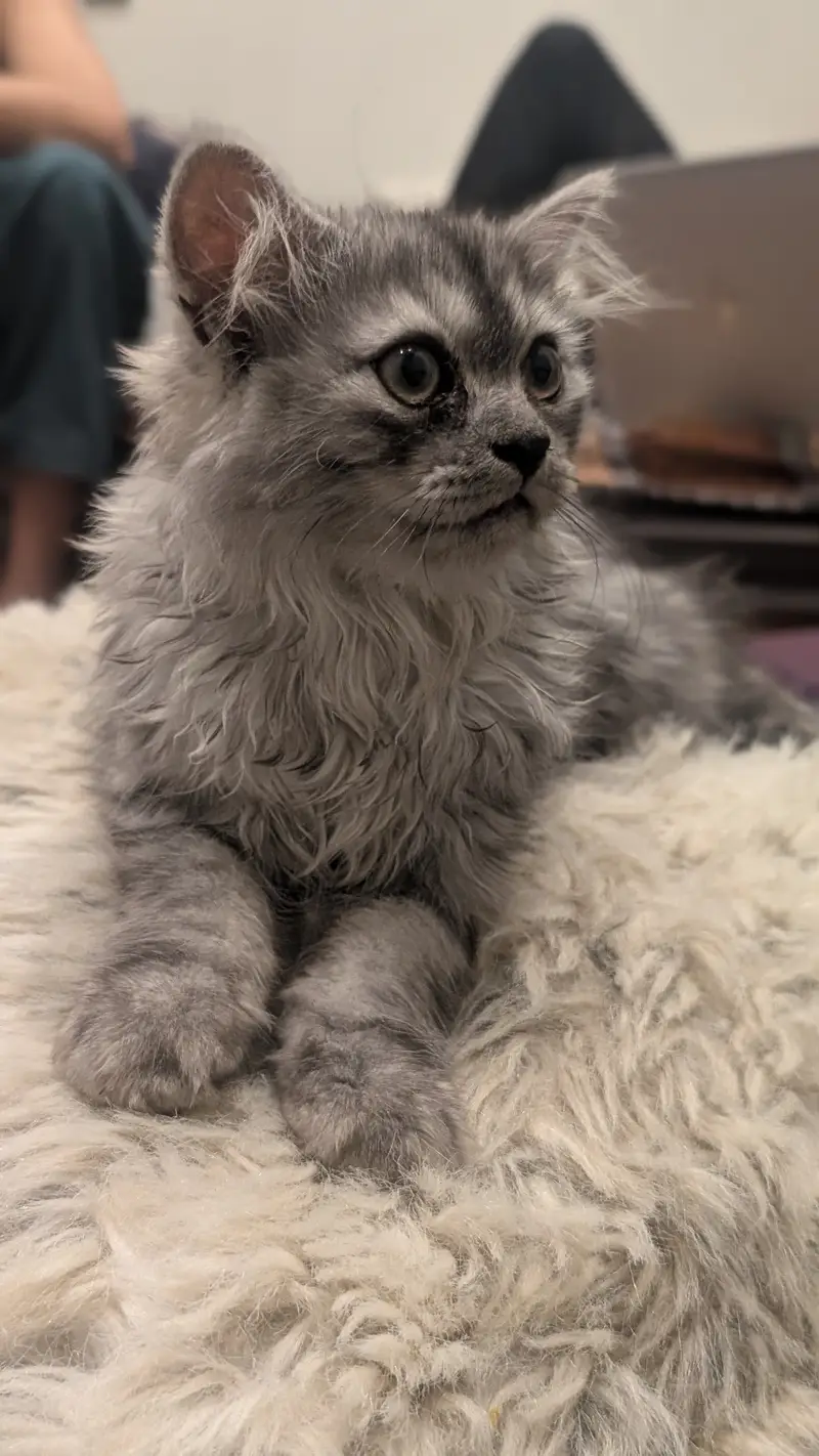 2 perisan kittens — photo 9