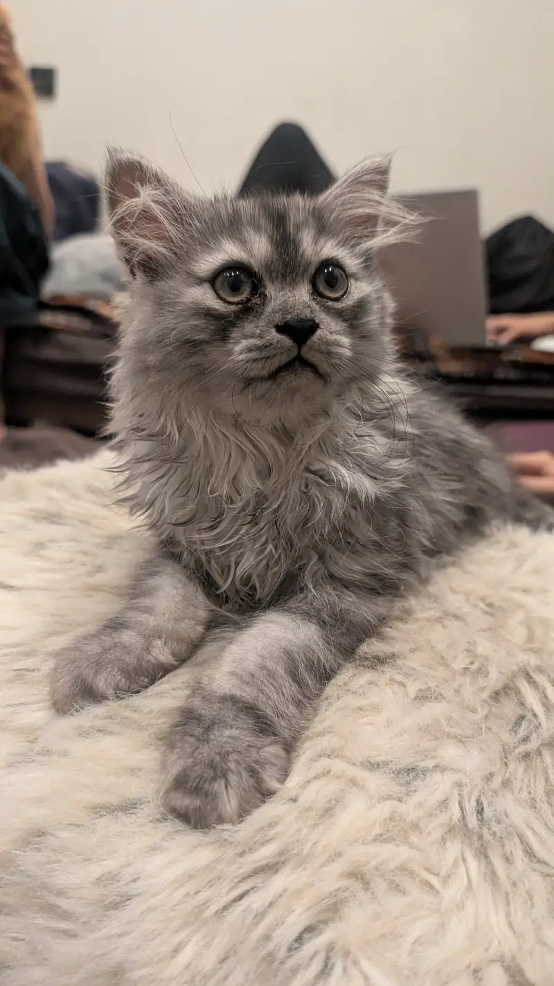 2 perisan kittens — photo 10