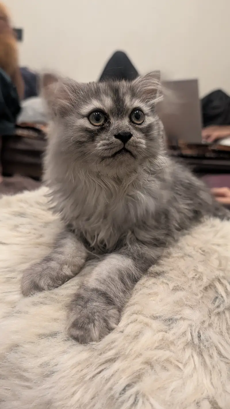 2 perisan kittens — photo 11
