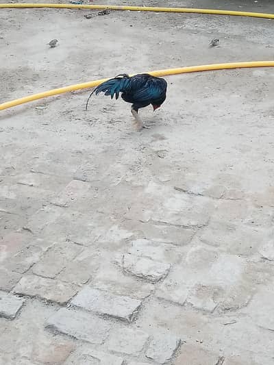 black color is beautiful