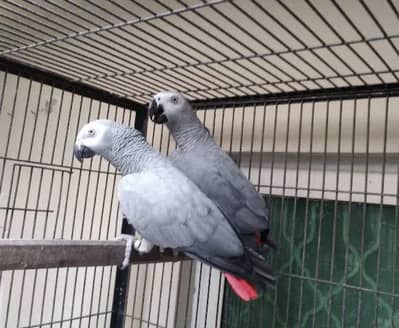 Affrican parrot grey colour for sale