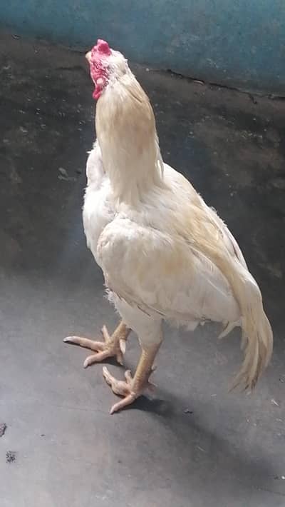 aseel heera breeder for sale