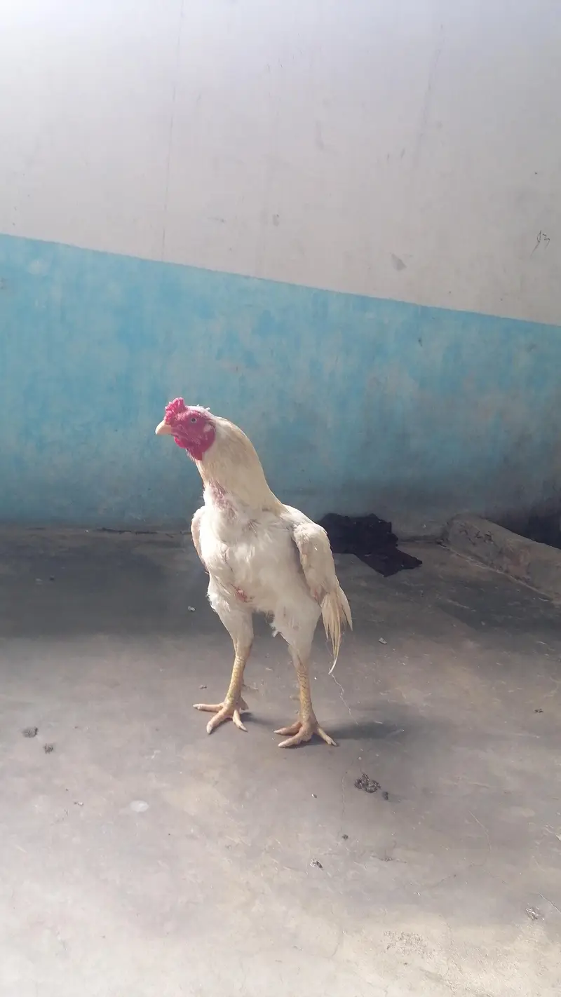 aseel heera breeder for sale — photo 2