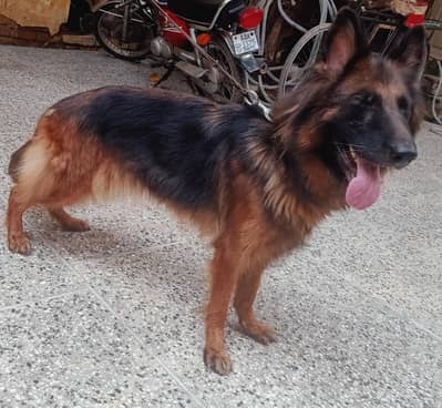 German shepherd female dog