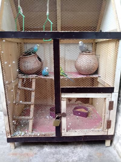 Cage wooden with 4 Australian parrot 