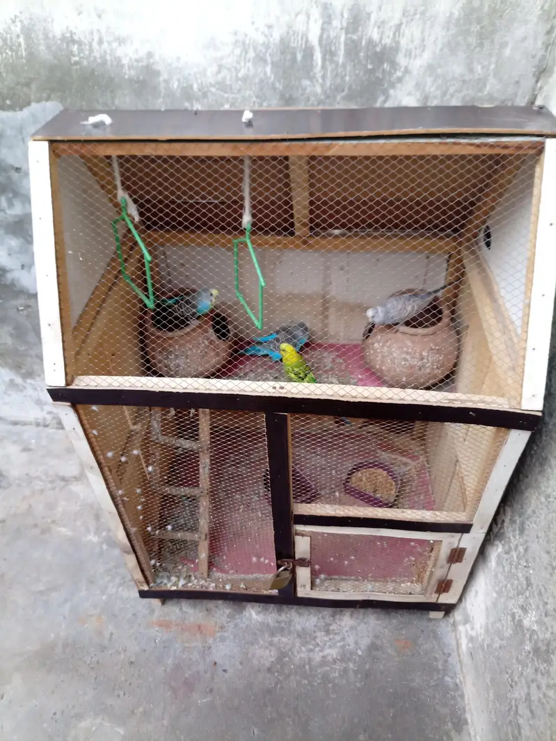 Cage wooden with 4 Australian parrot  — photo 2